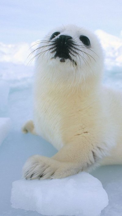 Байкальская Нерпа Белек