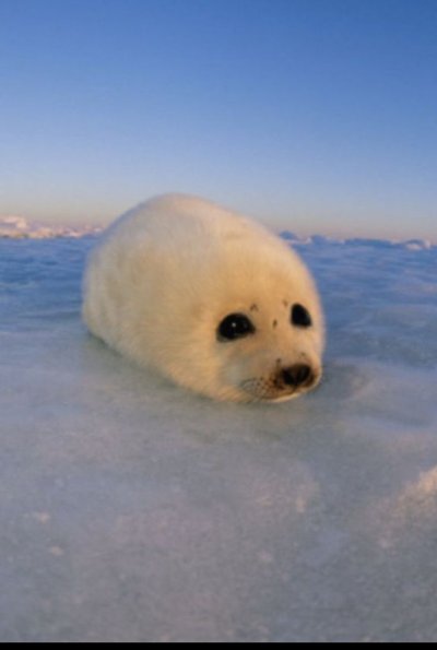 Белек нерпы