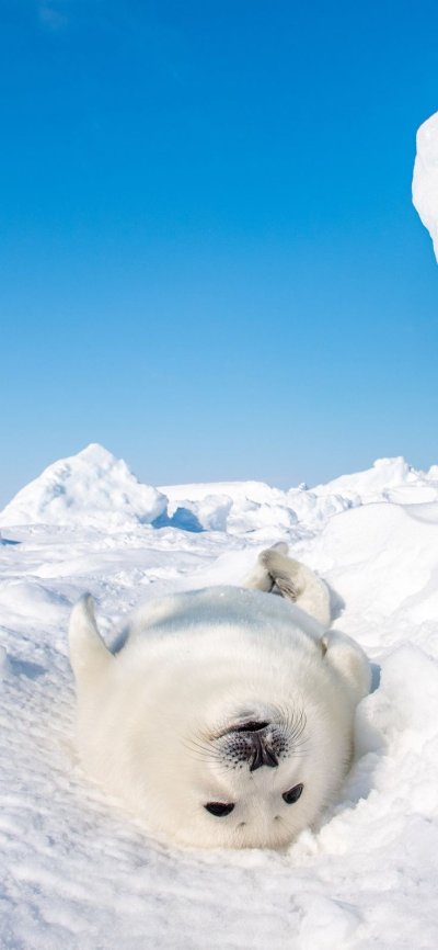 Белый тюлень