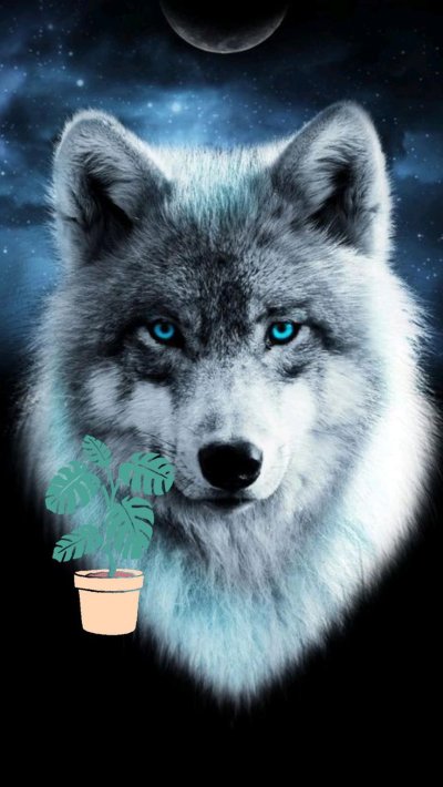 Волк на заставку