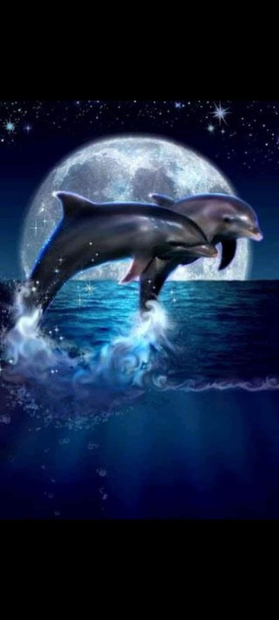 Дельфины