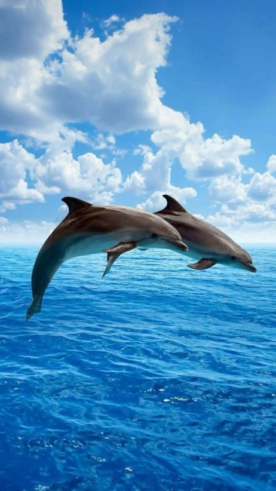 Дельфины