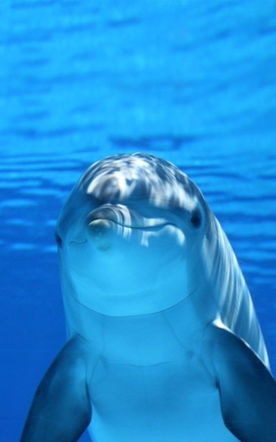 Дельфин картинка