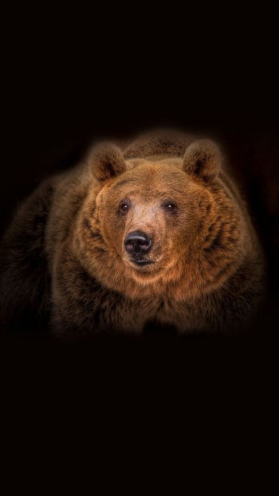 Оранжевый медведь животное