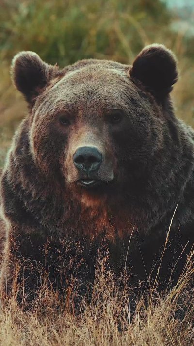 Северная Америка медведь Гризли