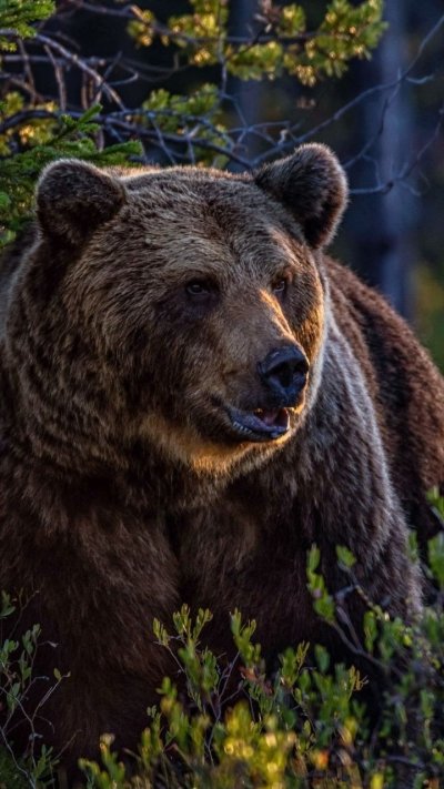 Гризли североамериканский бурый медведь