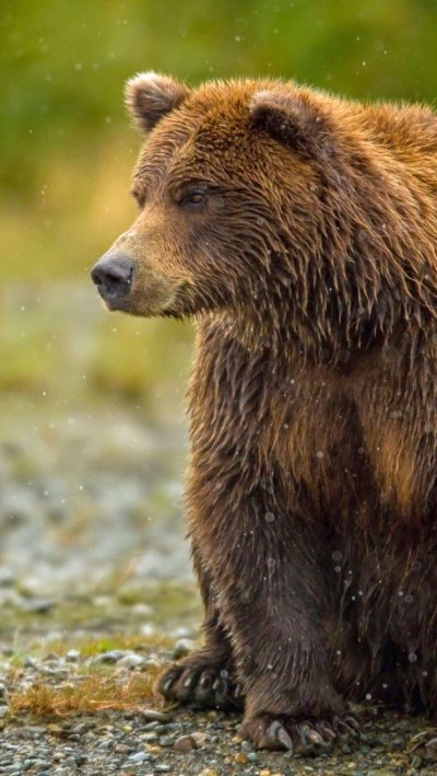 Бурый медведь