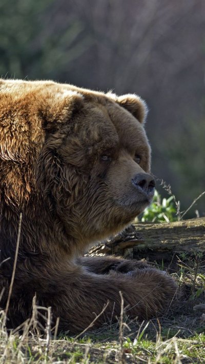 Гризли североамериканский бурый медведь
