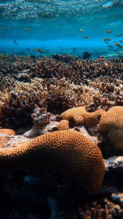 Подводный мир