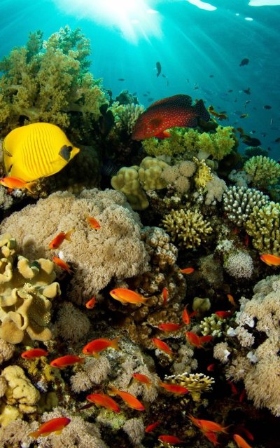 Большой Барьерный риф рыбы