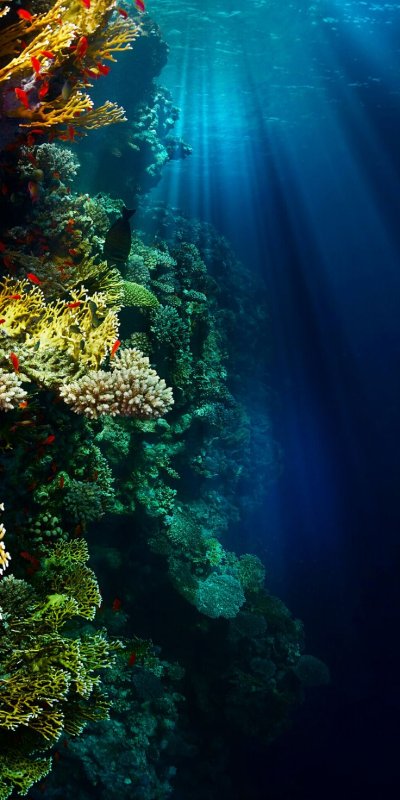 Коралловые рифы красного моря