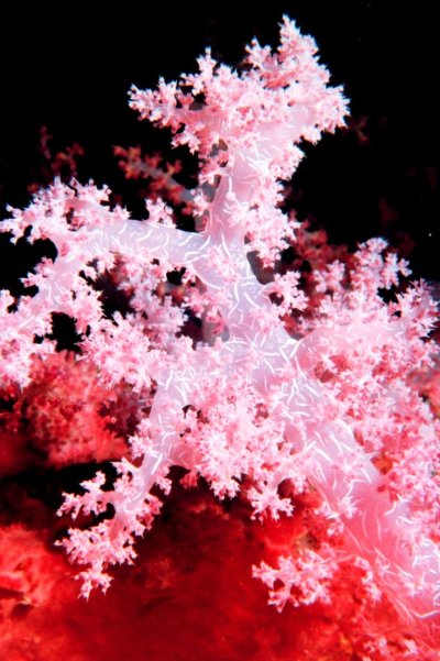 Кариофиллен кораллы