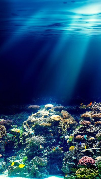 Морское дно