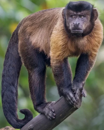 Белогрудый капуцин