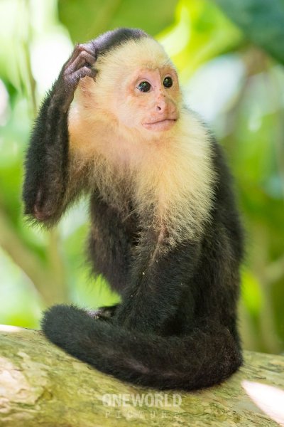 Обезьяна капуцин