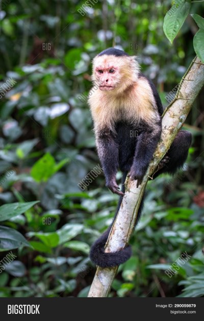 Капуцин-фавн