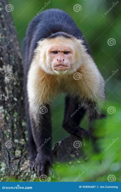 Белогрудый капуцин