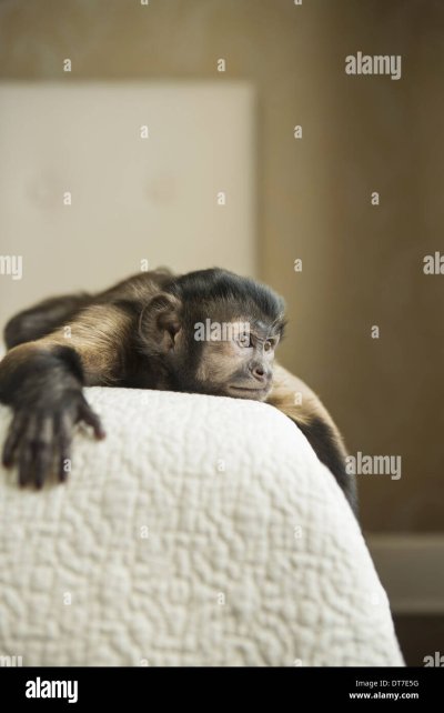 Обезьяна в кровати