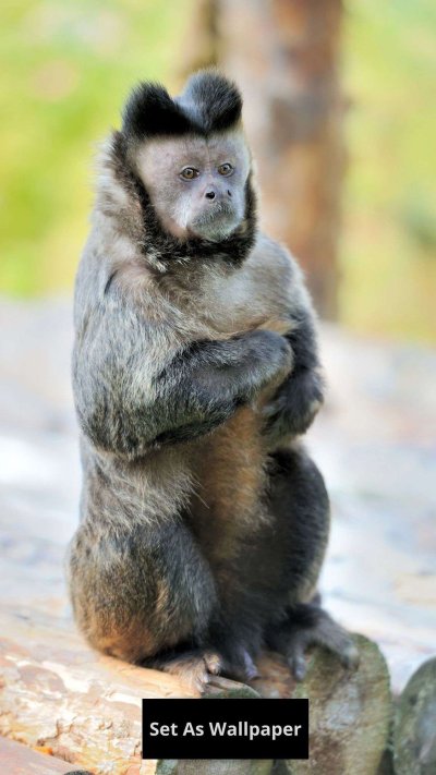 Капуцинская обезьяна