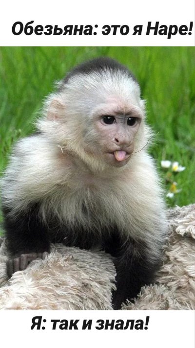 Белогрудый капуцин