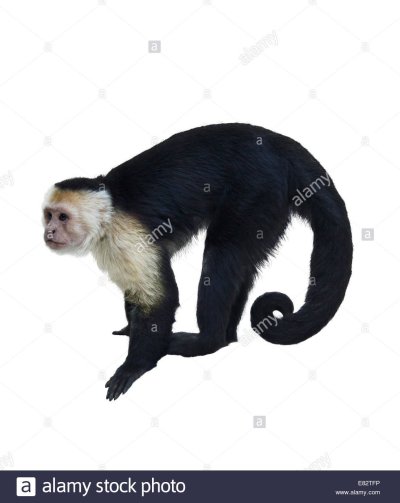 Капуцин белый