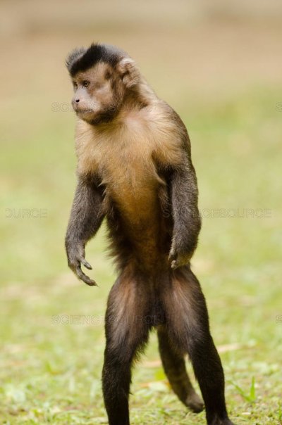 Апелла обезьяна