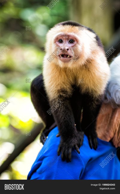 Монахи капуцины