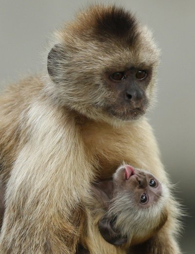 Обезьяна капуцин
