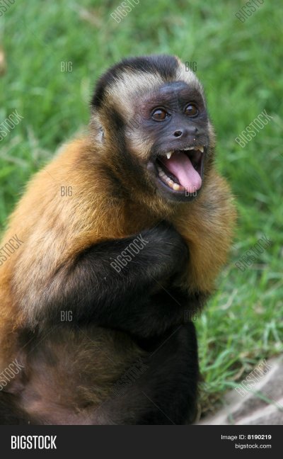 Бурый капуцин