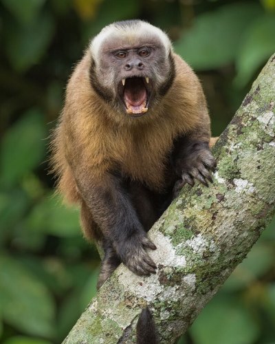 Бурый капуцин