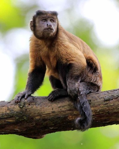 Бурый капуцин