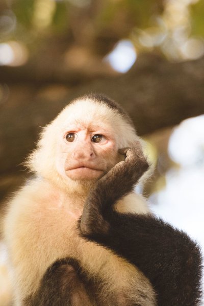 Белогрудый капуцин