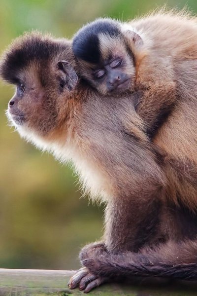 Пара обезьян