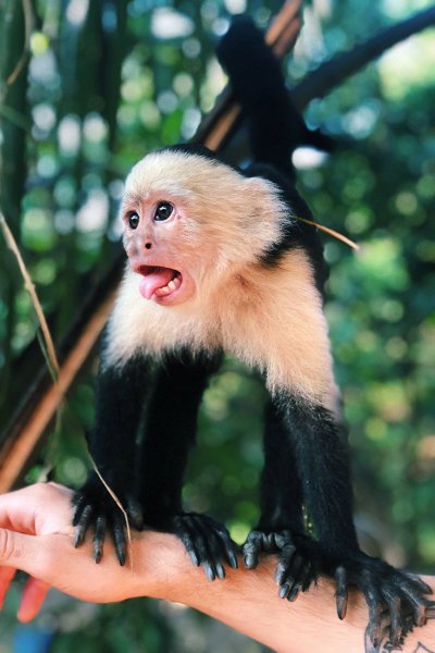 Маленькая черная обезьянка