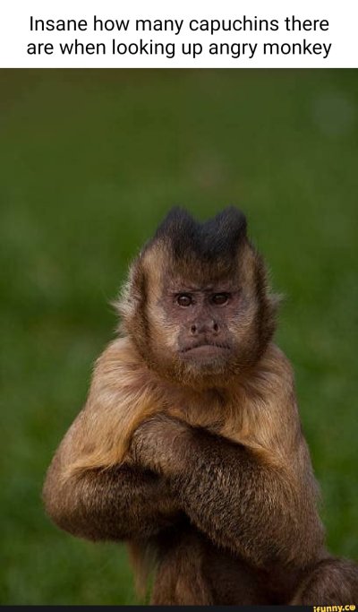 Обезьяна капуцин