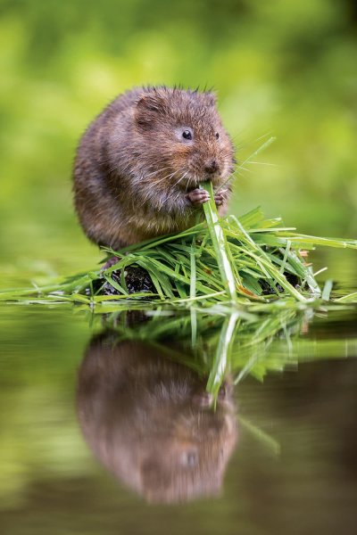 Ондатра мускусная