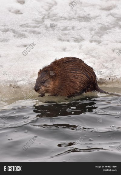 Ондатра Симонова