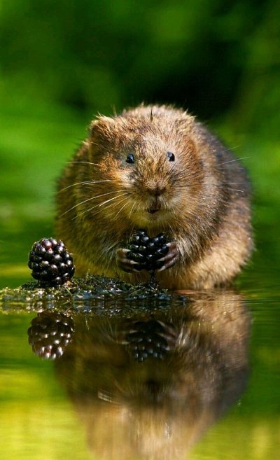 Милые зверьки