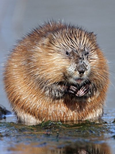 Ондатра мускусная крыса