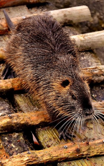 Нутрия Болотная