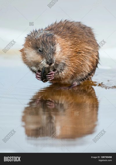 Ондатра мускусная крыса