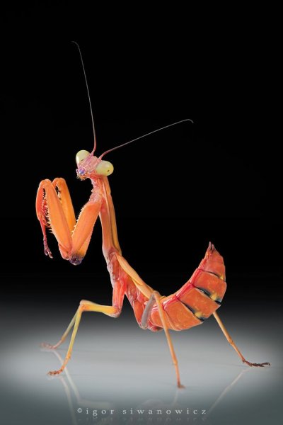 Жук богомол