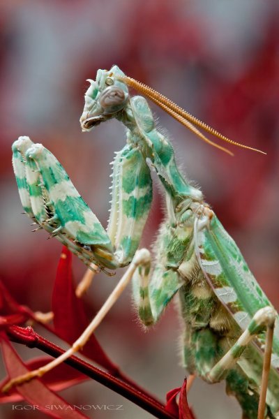 Blepharopsis mendica