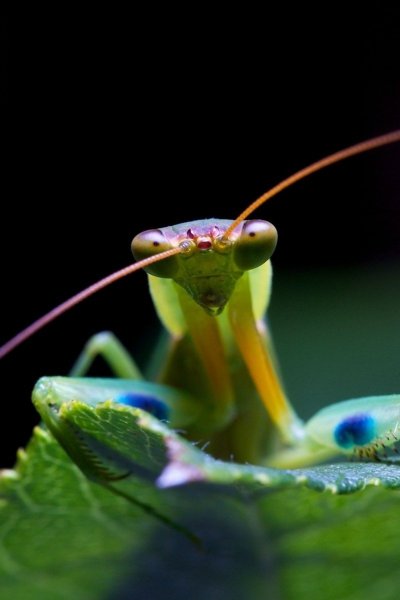 Богомол насекомое