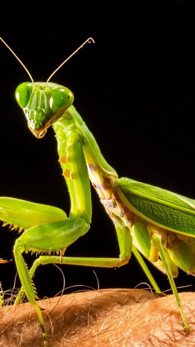 Королевский богомол