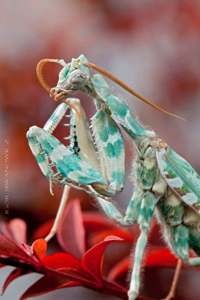 Богомол Blepharopsis mendica