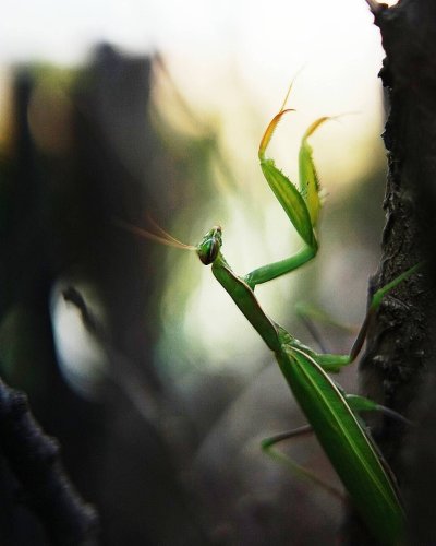 Thundering Mantis