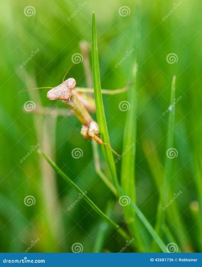 Богомол молится в парке