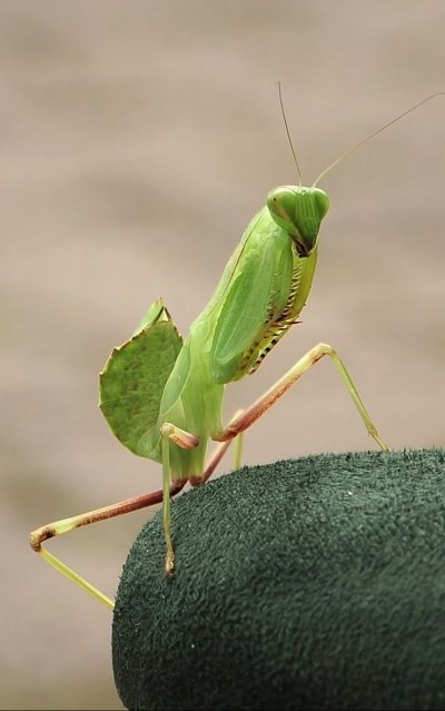 Mantis (насекомые)