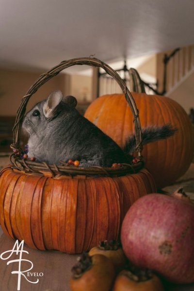 Шиншилла животное фото